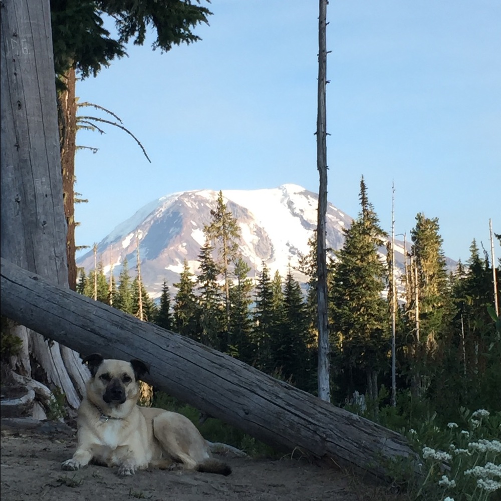 Meet your Posher, Elisha